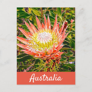 Carte Postale Impression de voyage de Protea