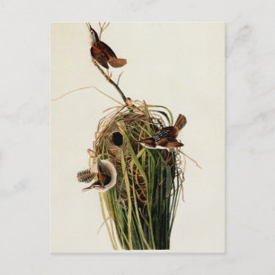 Carte Postale Impression d'oiseau de John James Audubon Troglody