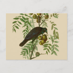 Carte Postale Impression d'oiseau Grackle violet d'Audubon Botan