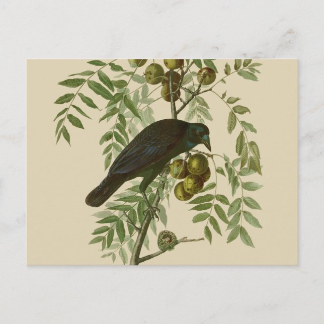 Carte Postale Impression d'oiseau Grackle violet d'Audubon Botan (Devant)