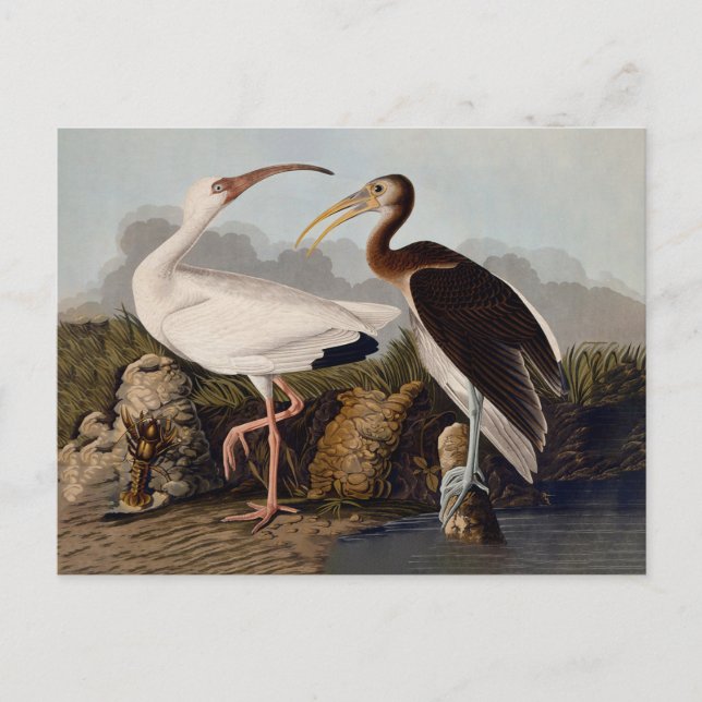 Carte Postale Impression d'oiseau Ibis blanc de John James Audub (Devant)