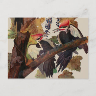 Carte Postale Impression d'oiseau Pic à tête rouge de John James