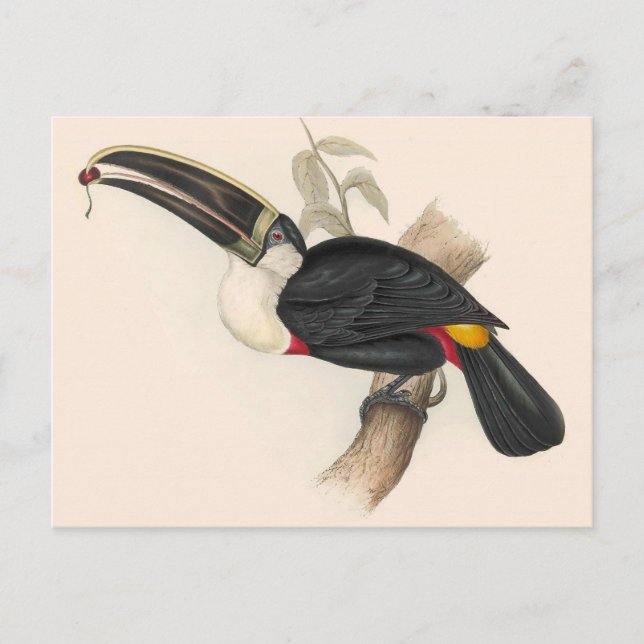 Carte Postale Impression du Toucan de Cuvier : Oiseau Tropical V (Devant)