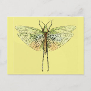 Carte Postale Impression Grasshopper vintage