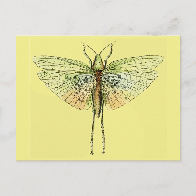 Carte Postale Impression Grasshopper vintage (Devant)