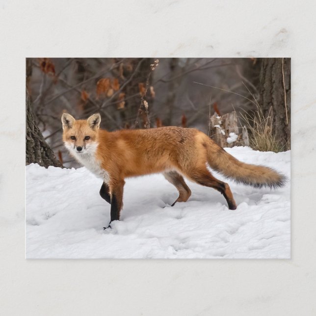 Carte Postale Impression photo Fox sur neige (Devant)