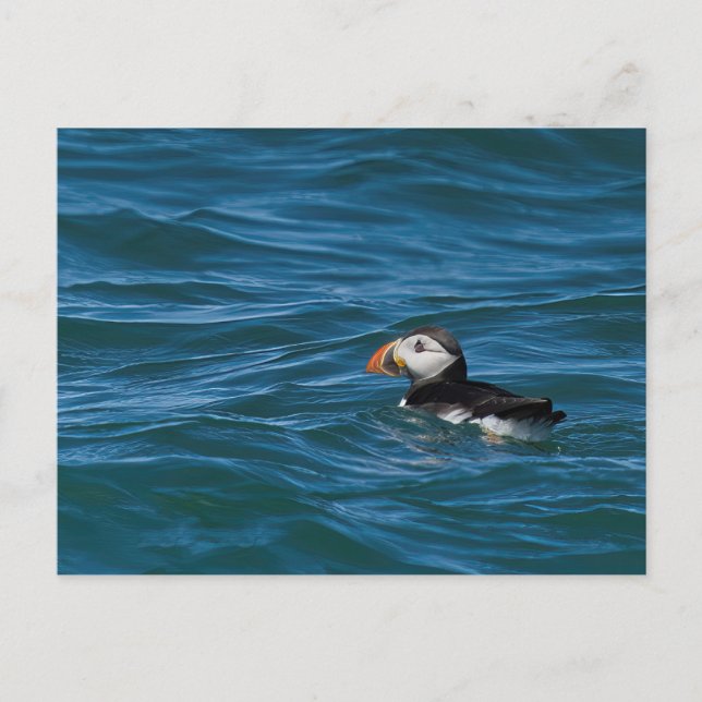 Carte Postale Impression photo Puffin en mer (Devant)
