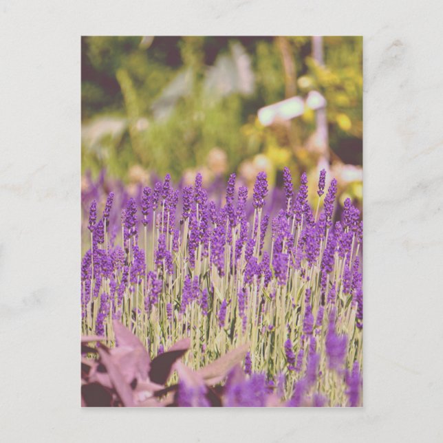 Carte Postale Impression photographique du jardin de lavande (Devant)
