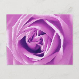Carte Postale Impression rose lavande