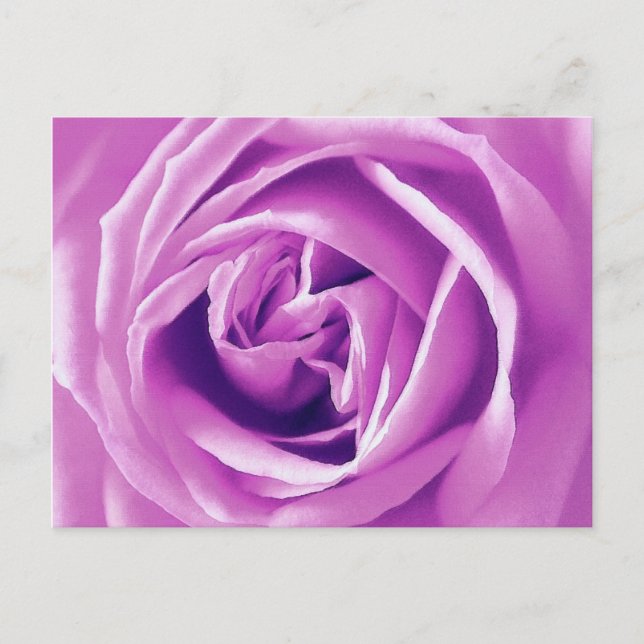 Carte Postale Impression rose Lavender (Devant)