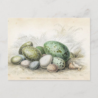 Carte Postale Impression victorienne de divers oeufs d'oiseaux