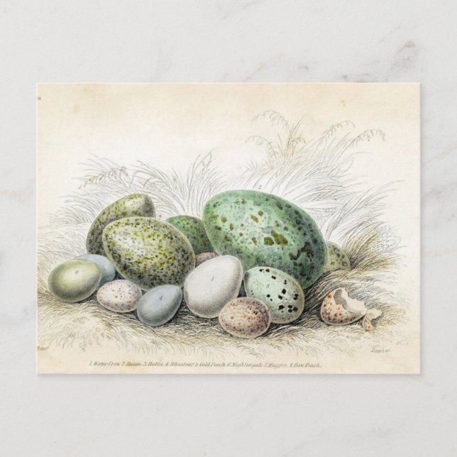 Carte Postale Impression victorienne de divers oeufs d'oiseaux (Devant)