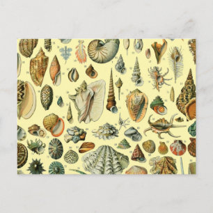 Carte Postale Impression vintage de coquillages d'Adolphe Millot