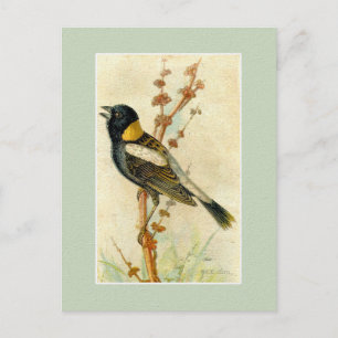 Carte Postale Impression vintage d'oiseaux - Bobolink