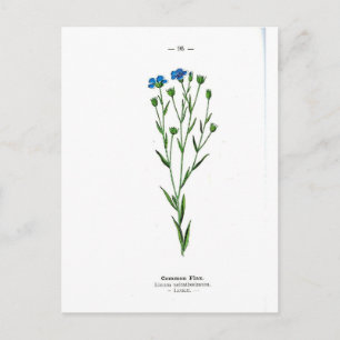 Carte Postale Impression Vintage Flax commune