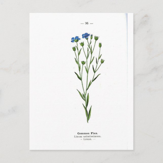 Carte Postale Impression Vintage Flax commune (Devant)