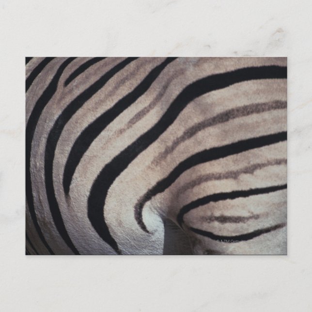 Carte Postale Impression Zebra (Devant)