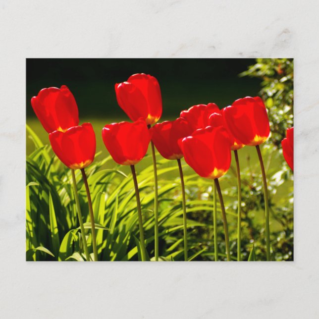 Carte Postale impressions de tulipe (Devant)