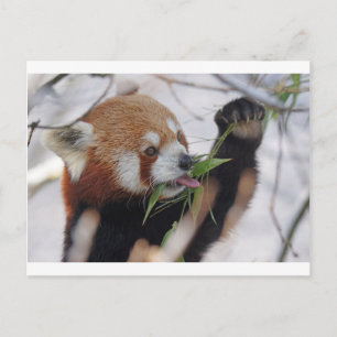 Carte Postale imprimé animal panda rouge mignon