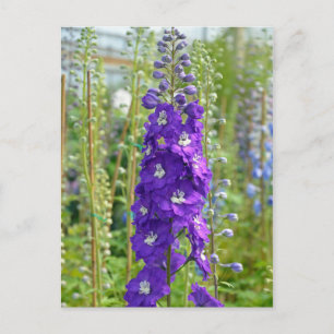 Carte postale imprimé fleurs de delphinium violet