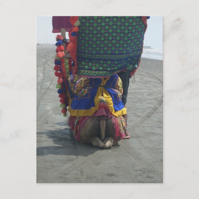 Carte Postale Imprimé/graphique en forme de chameau (Devant)