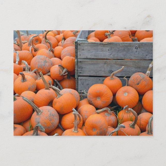 Carte postale imprimée de la ferme de citrouilles (Devant)