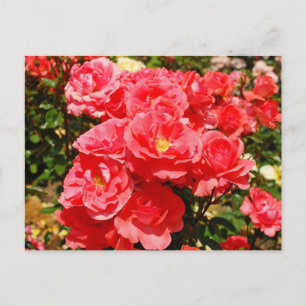 Carte postale imprimée d'un jardin de roses roses
