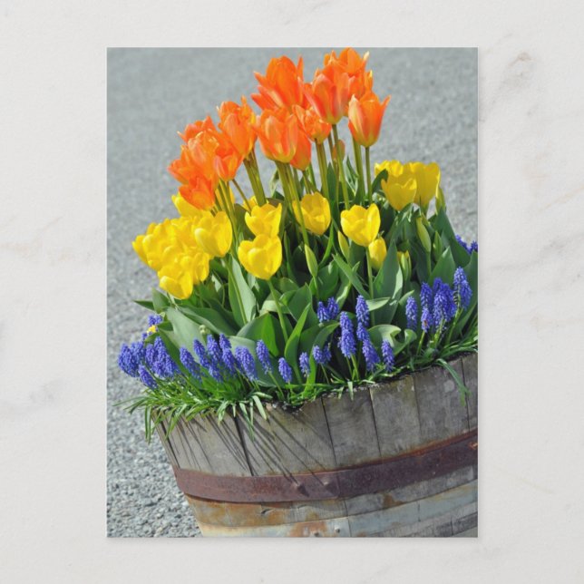 Carte postale imprimée pour tulipes orange et jaun (Devant)