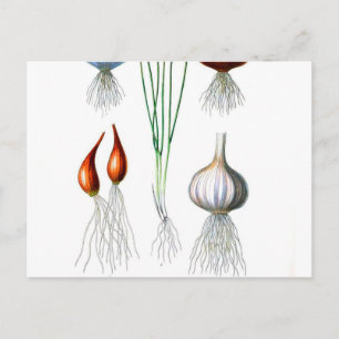 Carte Postale Imprimer Botanique vintage d'oignon