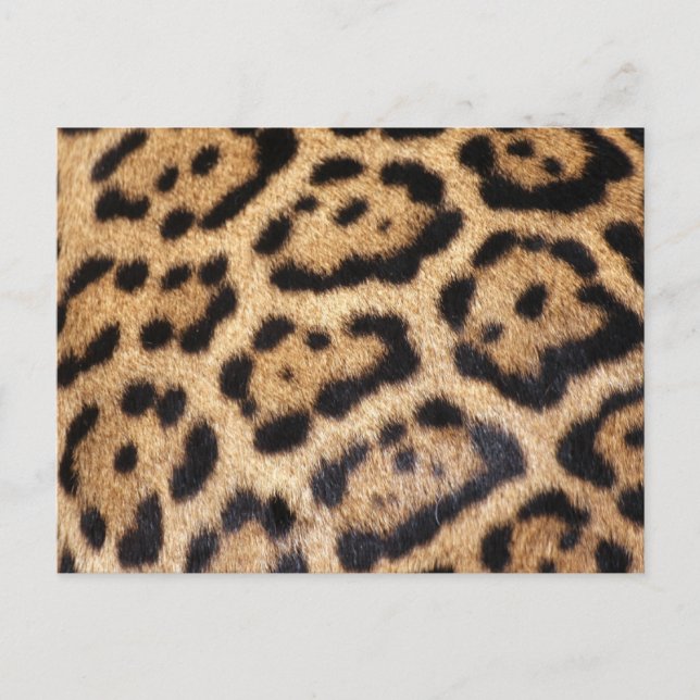Carte Postale Imprimer la photo de la fourrure Jaguar (Devant)