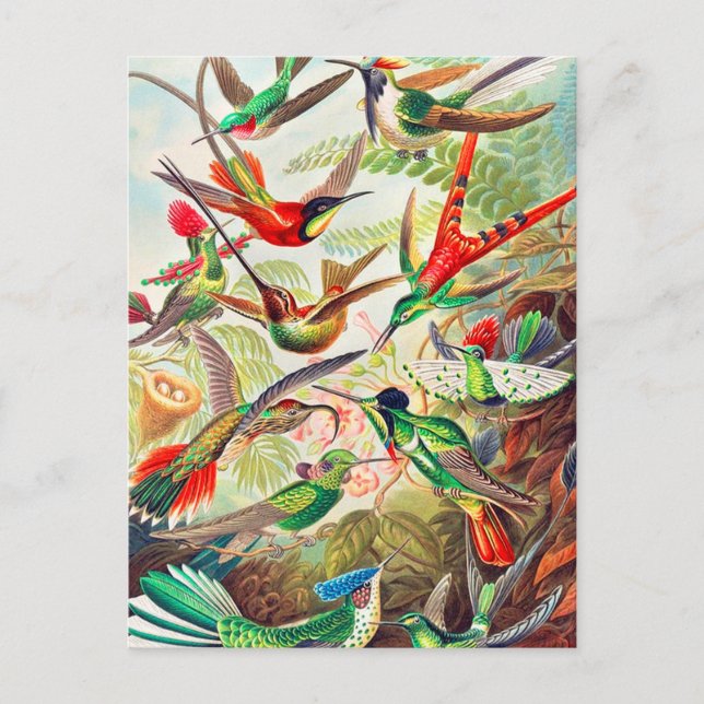 Carte Postale Imprimerie de colibris 1904 (Devant)