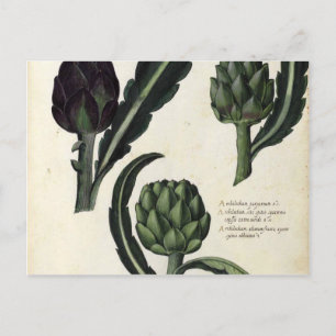 Carte Postale Imprimerie vintage Artichoke Botanique
