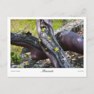 Carte Postale Imprimés Mansanita