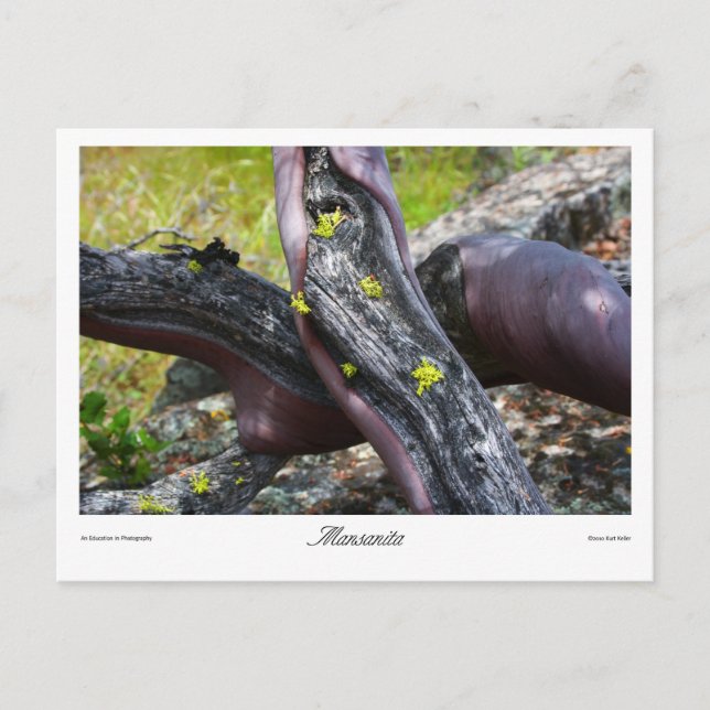 Carte Postale Imprimés Mansanita (Devant)