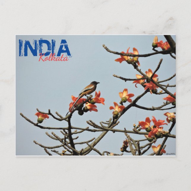 Carte postale - Inde - Calcutta - Printemps indien (Devant)