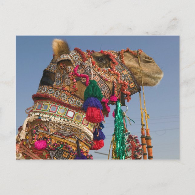 Carte Postale INDE, Rajasthan, Pushkar : FOIRE AUX CHAMEAUX DE P (Devant)