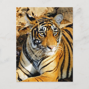 Carte Postale Inde, Sawai Madhopur, Ranthambore National