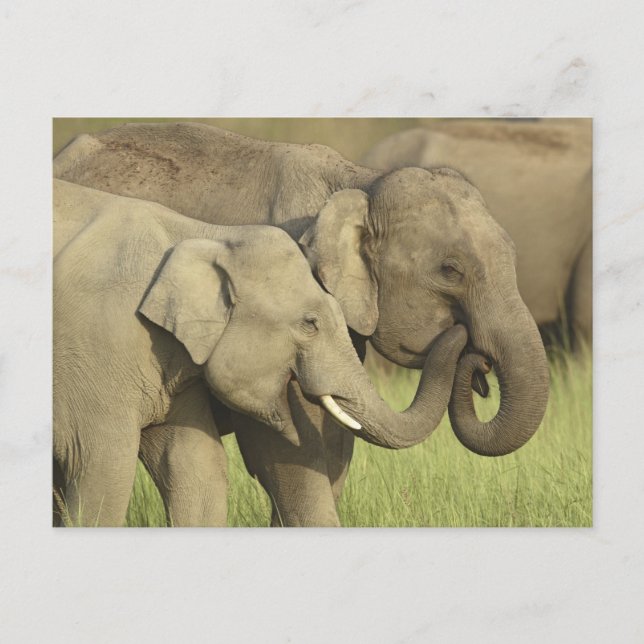 Carte Postale Indian Asian Elephants (Devant)