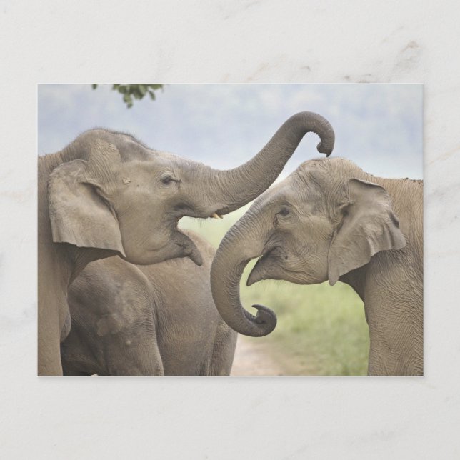 Carte Postale Indian Asian Elephants play Fighting (Devant)