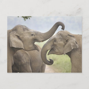 Carte Postale Indian / Asian Elephants play fighting,Corbett 3