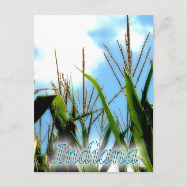 Carte Postale Indiana Corn (Devant)