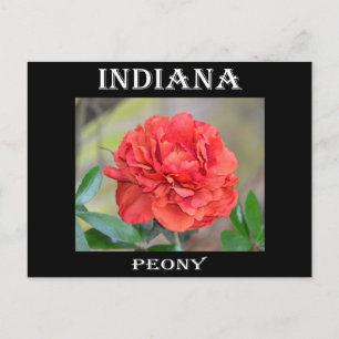 Carte Postale Indiana Peony