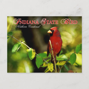 Carte Postale Indiana State Bird - Cardinal du Nord
