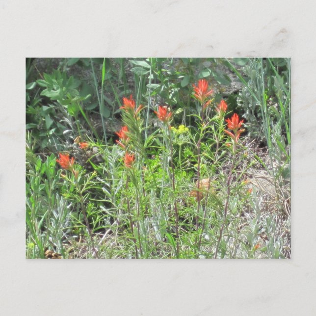 Carte postale indienne Paintbrush Colorado Fleurs  (Devant)