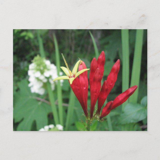 Carte postale indienne rose (Devant)