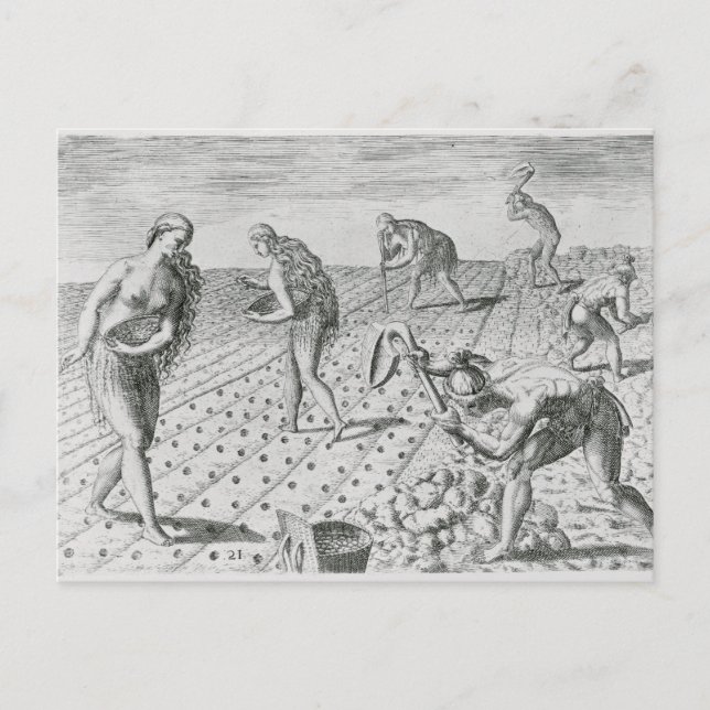 Carte Postale Indiens de Floride plantant du maïs (Devant)