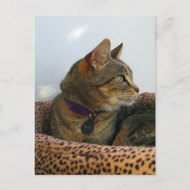 Carte Postale Indigo (Devant)