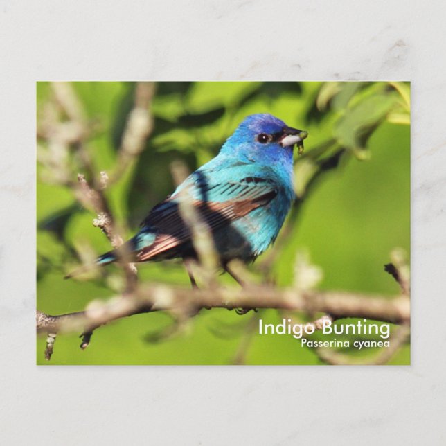 Carte postale Indigo Bunting (Devant)