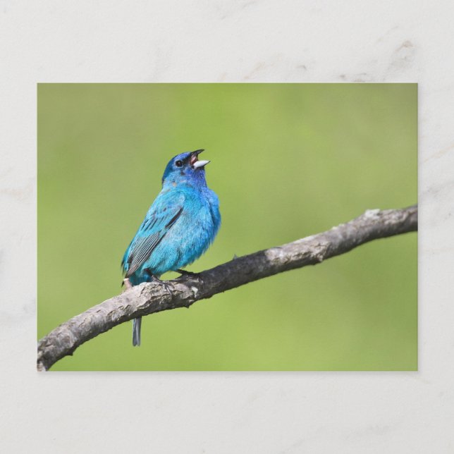 Carte Postale Indigo Bunting (Devant)