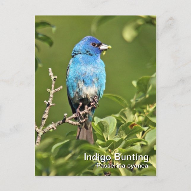 Carte postale Indigo Bunting (Devant)